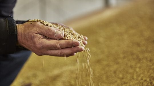 © Christian Vogel, free of charge: Cereal grains in hands